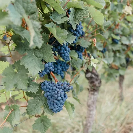 Brehm Living Lejlighed